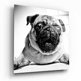 Pug Glass Wall Art.